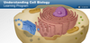 Understanding Cell Biology Learning Program - 3D rendering of cell showing nucleus, mitrochrondria, ...